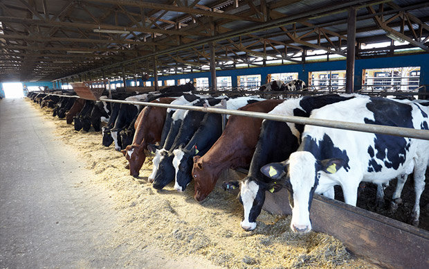 畜牧养殖业气体安全解决方案